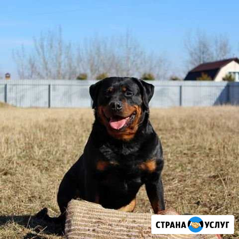 Обучение Собак Ржев - изображение 1