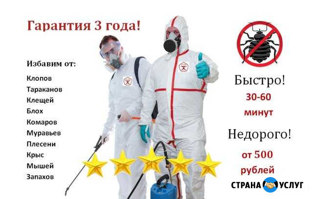 Уничтожение тараканов, клопов, насекомых. Гарантия Архангельск - изображение 1
