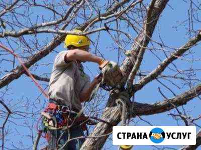 Спил деревьев Азов