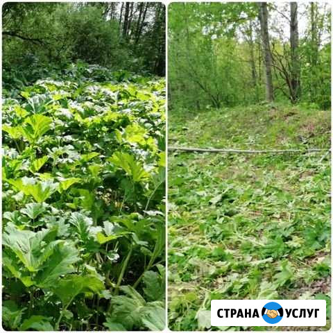 Покос травы, борщевика и кустарника Гатчина - изображение 1