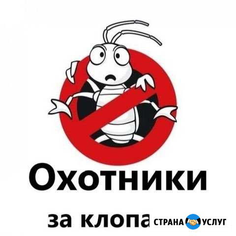 Уничтожение постельных клопов Новосибирск - изображение 1