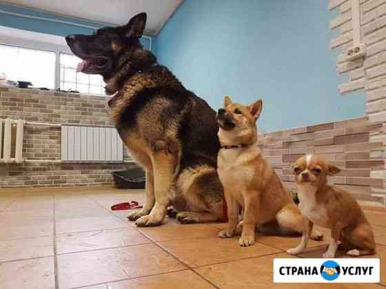 Дрессировка собак Москва