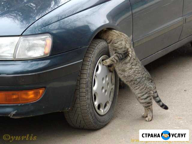 Рестоврация шаровых Саки - изображение 1