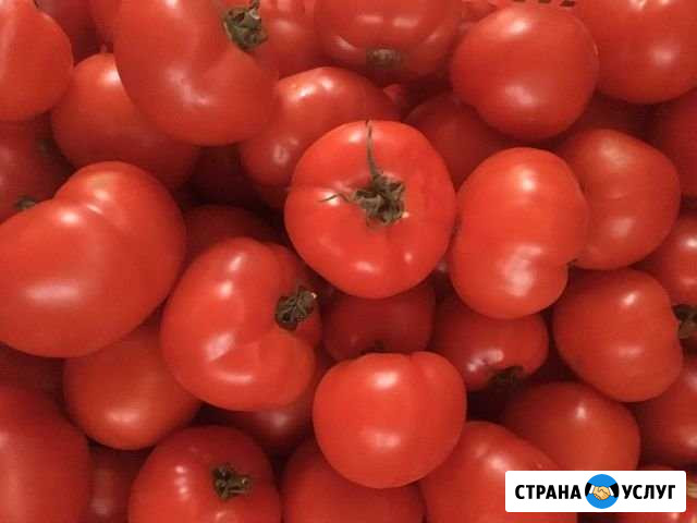 Помидорчики. картофель.Чеснок из Заостровья Архангельск - изображение 1