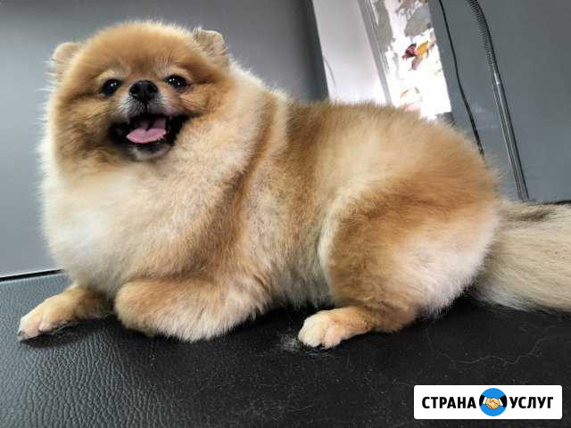 Стрижка и мытьё собак Великий Новгород - изображение 1