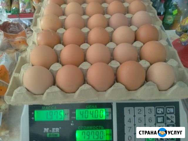 Яйцо Ставрополь - изображение 1