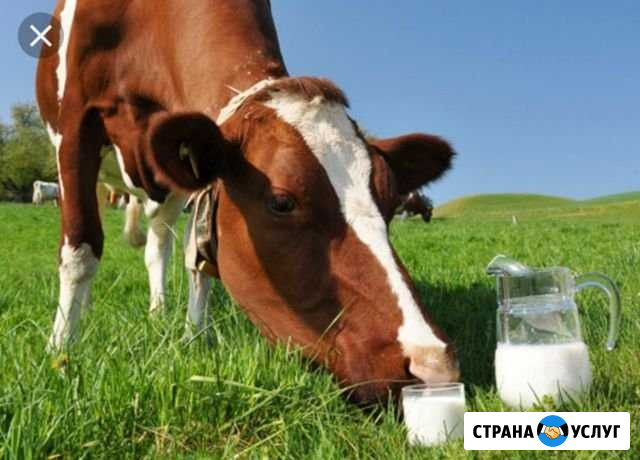Молочные продукты Петрозаводск - изображение 1