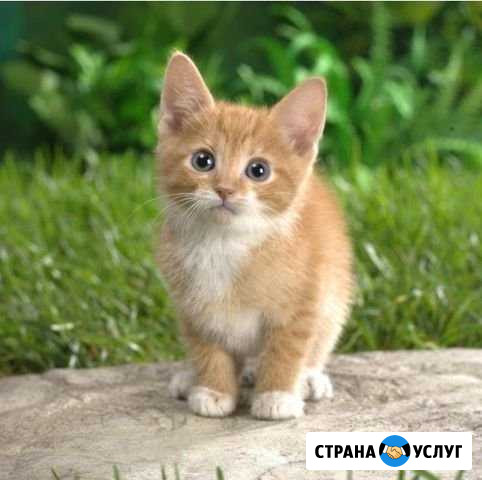 Присматриваю за домашними животными Когалым - изображение 1