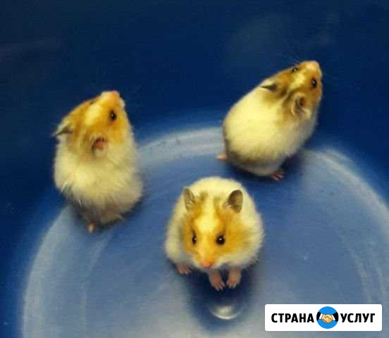 Передержка хомяков, мышей и д.р. грызунов Губкинский - изображение 1
