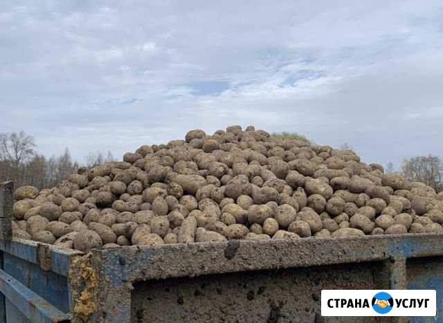 Картофель урожая 2020 года Клинский район Козлово - изображение 1