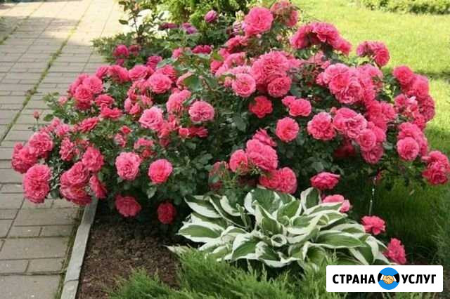 Прополка сорняков Садовник Сбор ягод Разнорабочие Казань - изображение 1