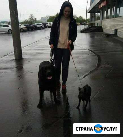 Выгул собак Мурманск - изображение 1