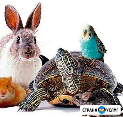 Передержка животных Казань