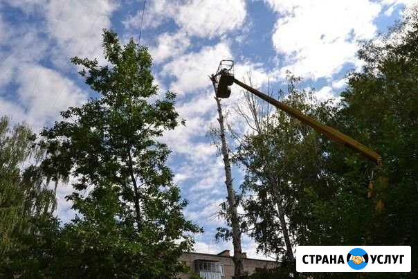 Уборка опасных деревьев Суоярви - изображение 1