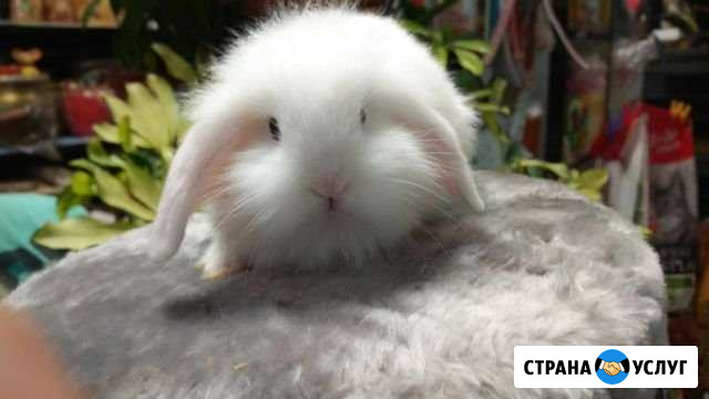Животные для фотосессии Сочи - изображение 1