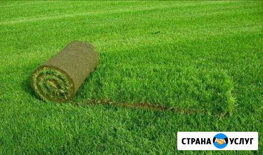 Рулонный газон Тамбов - изображение 1