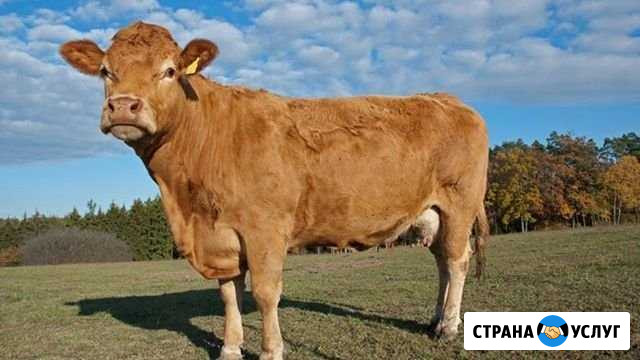 Перевозка закупка крс Дорогобуж - изображение 1