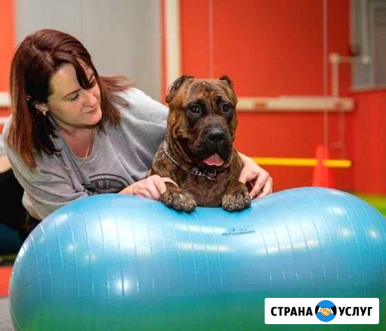 Кинолог, дрессировка собак Таганрог - изображение 1