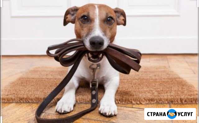 Выгул собак Калининград - изображение 1