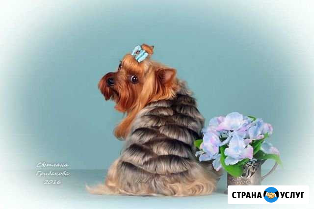 Стрижка собак и кошек Усть-Илимск - изображение 1