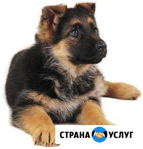 Дрессировка собак Великий Новгород - изображение 1