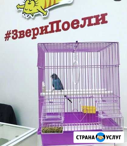 Передержка животных Казань - изображение 1