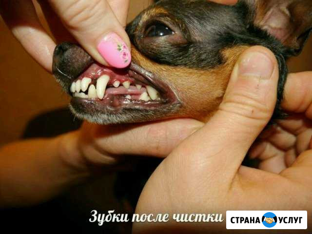 Чистка зубов собакам, кошкам без наркоза Калининград - изображение 1