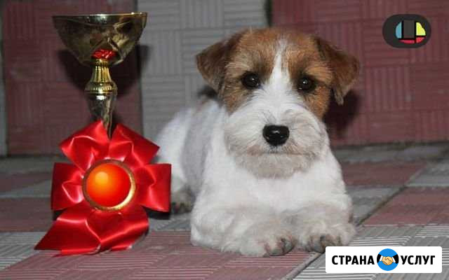 Стрижка, тримминг, выезд на дом Омск - изображение 1