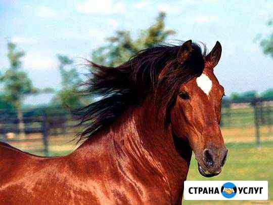 Прокат Свободный