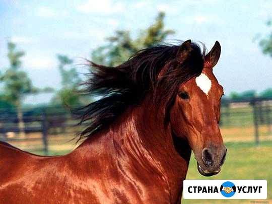 Прокат Свободный - изображение 1
