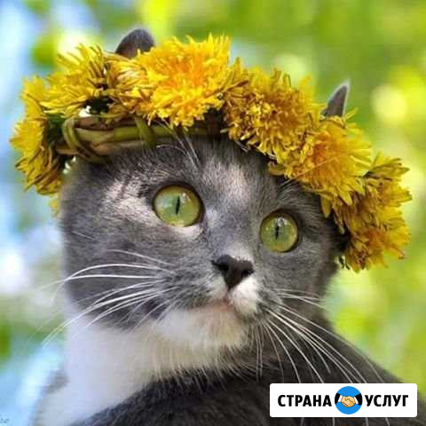 Передержка кошечек и собак мелких пород Краснодар - изображение 1
