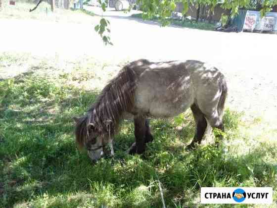 Катаю на пони Будогощь