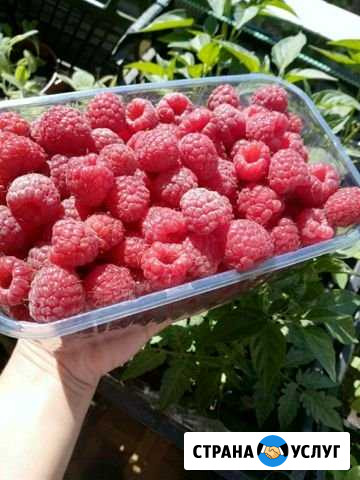 Малина Ивановская - изображение 1