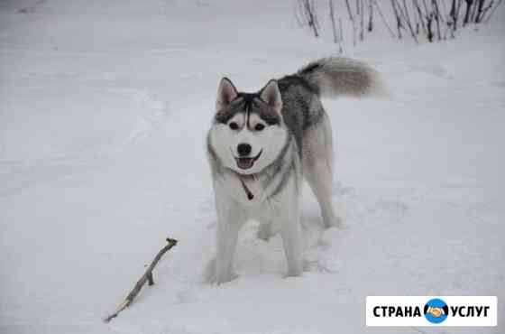 Вязка сибирский хаски Омск