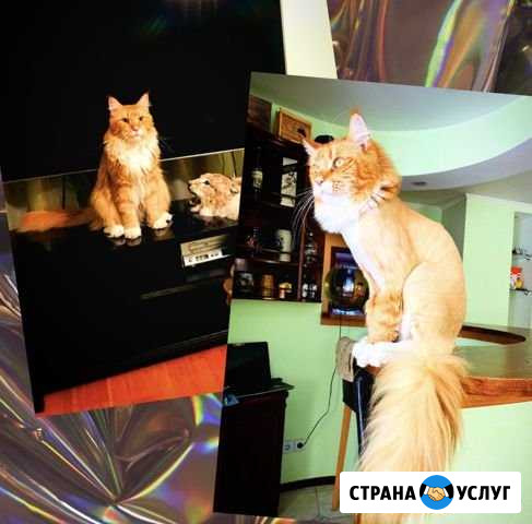 Груминг кошек Новосибирск - изображение 1