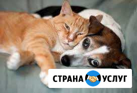 Домашняя зоогостиница Тюмень - изображение 1