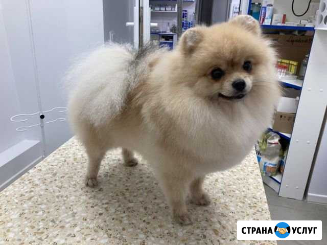 Стрижка собак Краснодар - изображение 1