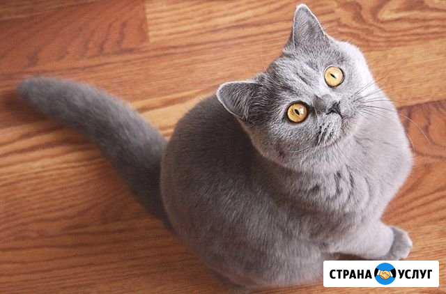 Передержка кошек Тверь - изображение 1