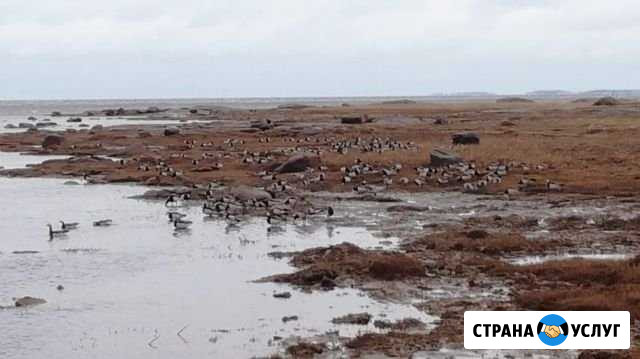 Морской отдых на белом море Беломорск - изображение 1