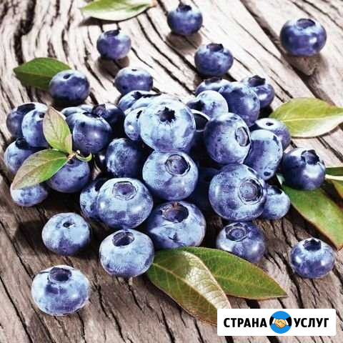 Черника на заказ Сыктывкар - изображение 1
