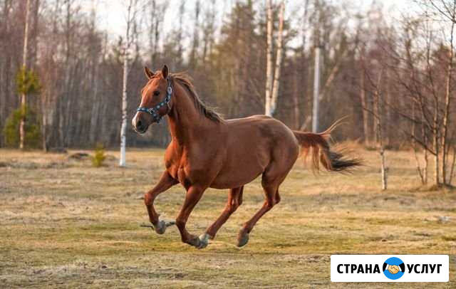 Лошадь в аренду Васкелово - изображение 1