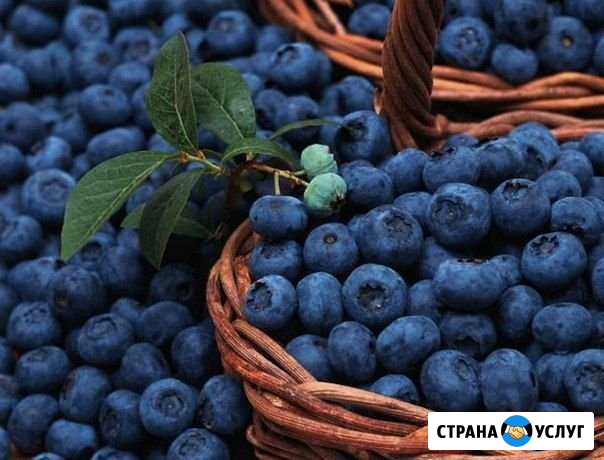 Ягоды, черника Тверь - изображение 1