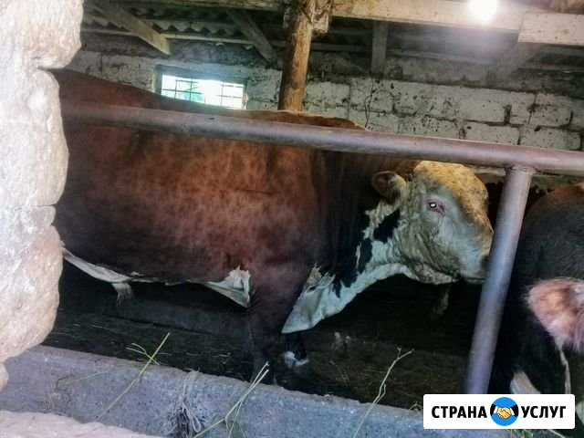 Быки на Къурбан Симферополь - изображение 1