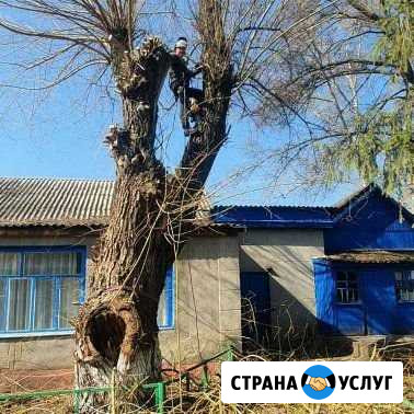 Спил дерева Короча - изображение 1