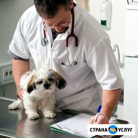 Ветврач на дом Калининград - изображение 1