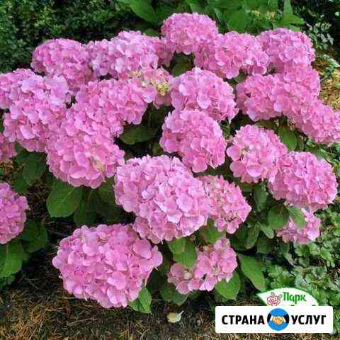 Гортензия Кстово