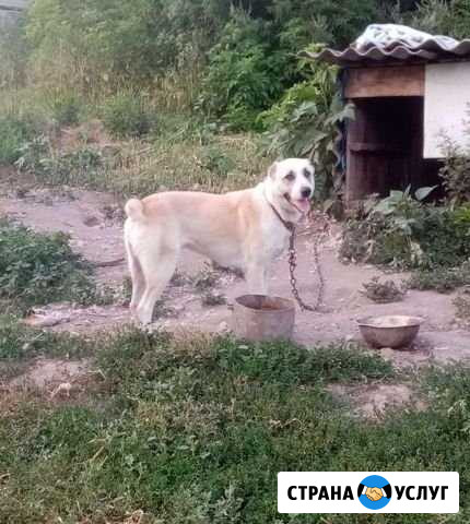 Собака на вязку Прохоровка - изображение 1
