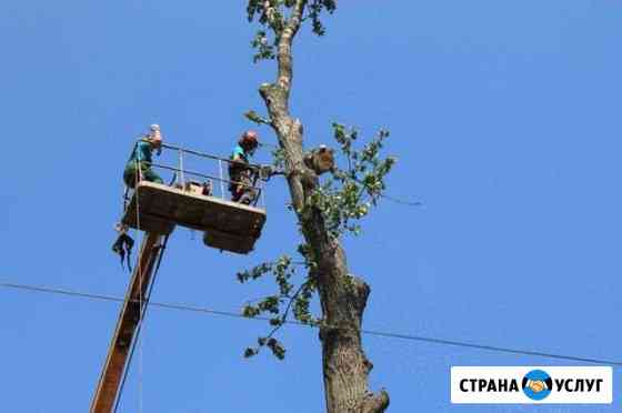 Спил деревьев Ессентуки