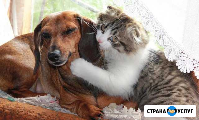 Передержка животных Брянск - изображение 1