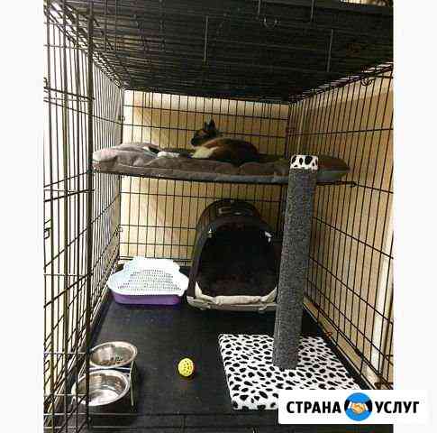 Зоогостиница линда. Передержка для ваших питомцев Казань
